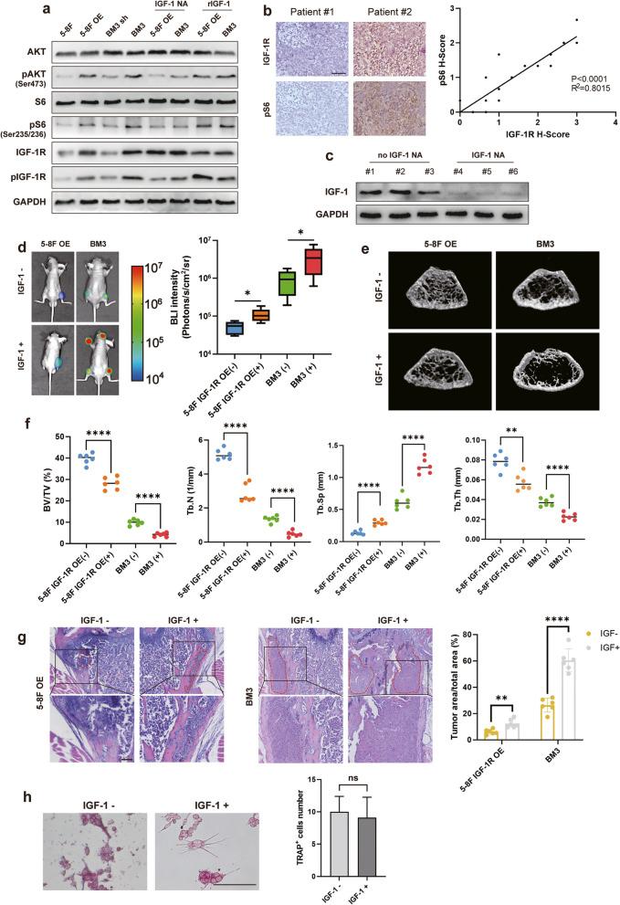 https://cdn.ncbi.nlm.nih.gov/pmc/blobs/6bcc/10860326/17af5e97dc02/13046_2024_2970_Fig4_HTML.jpg
