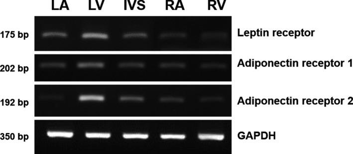 https://cdn.ncbi.nlm.nih.gov/pmc/blobs/6bd1/5032864/9052977a13ec/JVIM-30-1589-g005.jpg