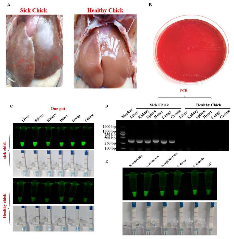 https://cdn.ncbi.nlm.nih.gov/pmc/blobs/6bd3/11083397/d950999f85d2/foods-13-01380-g006.jpg