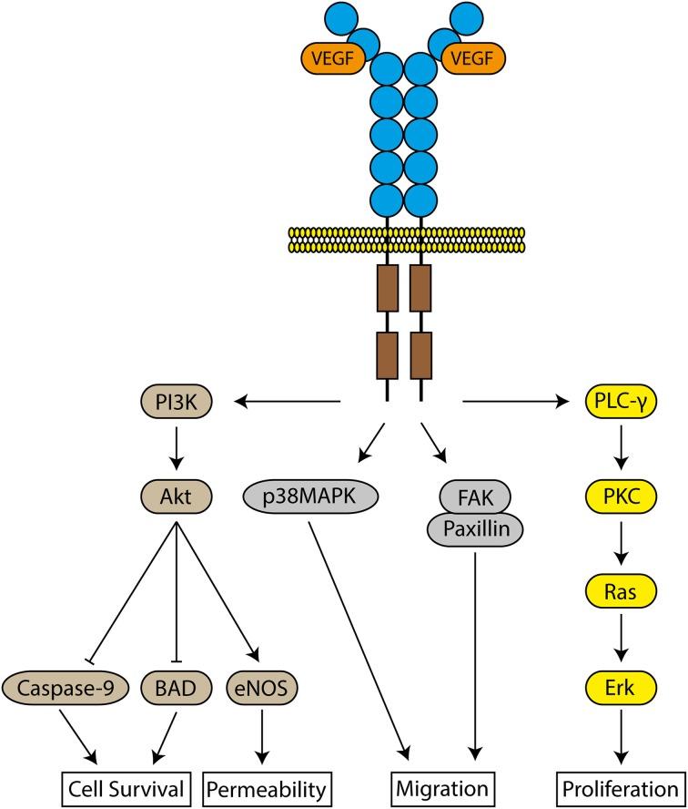https://cdn.ncbi.nlm.nih.gov/pmc/blobs/6bd5/4302830/2861f9dcfbe8/fphys-06-00002-g0001.jpg