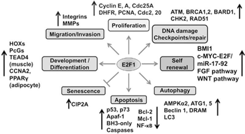 https://cdn.ncbi.nlm.nih.gov/pmc/blobs/6bd9/4454301/03599b71220a/cddis2014326f2.jpg