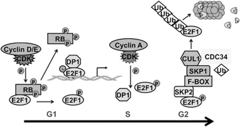 https://cdn.ncbi.nlm.nih.gov/pmc/blobs/6bd9/4454301/58dc9c9cfa8b/cddis2014326f3.jpg