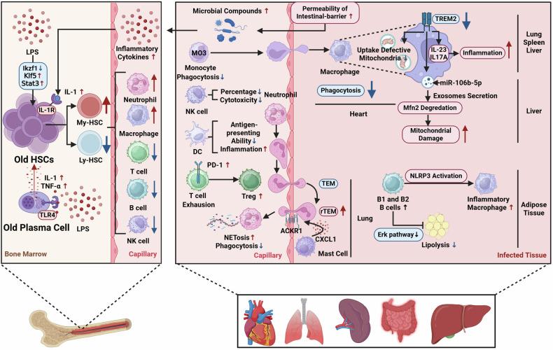 https://cdn.ncbi.nlm.nih.gov/pmc/blobs/6bdb/12084380/a06e491a60a1/41419_2025_7714_Fig4_HTML.jpg