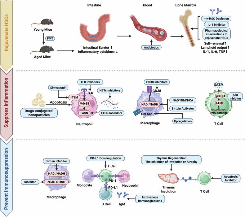 https://cdn.ncbi.nlm.nih.gov/pmc/blobs/6bdb/12084380/df677d92941b/41419_2025_7714_Fig5_HTML.jpg