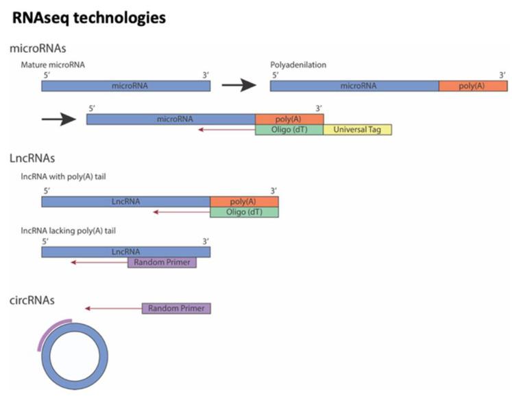 https://cdn.ncbi.nlm.nih.gov/pmc/blobs/6bdd/9775550/4e6c2e2ba854/biomedicines-10-03076-g001.jpg