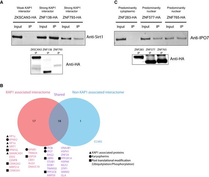 https://cdn.ncbi.nlm.nih.gov/pmc/blobs/6bde/6745500/2db08afaac24/EMBJ-38-e101220-g005.jpg