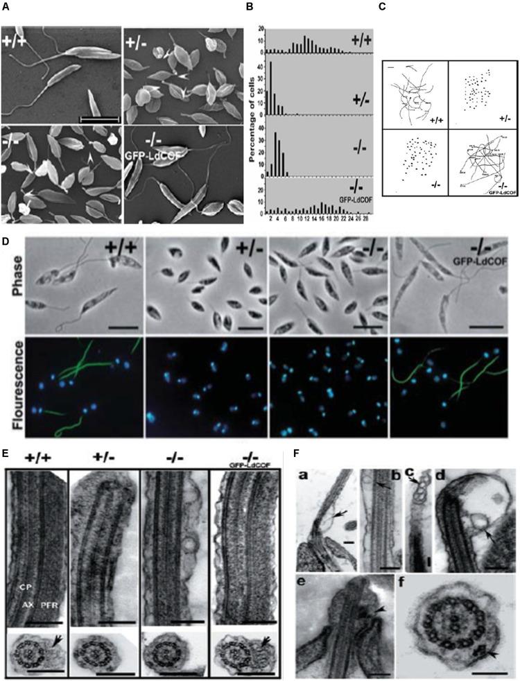 https://cdn.ncbi.nlm.nih.gov/pmc/blobs/6be3/7581878/0de79e229c58/fcell-08-587685-g008.jpg