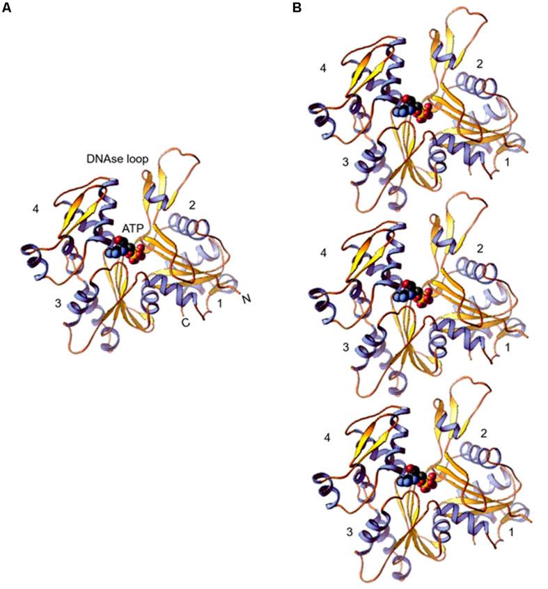 https://cdn.ncbi.nlm.nih.gov/pmc/blobs/6be3/7581878/19971e6ac23c/fcell-08-587685-g001.jpg
