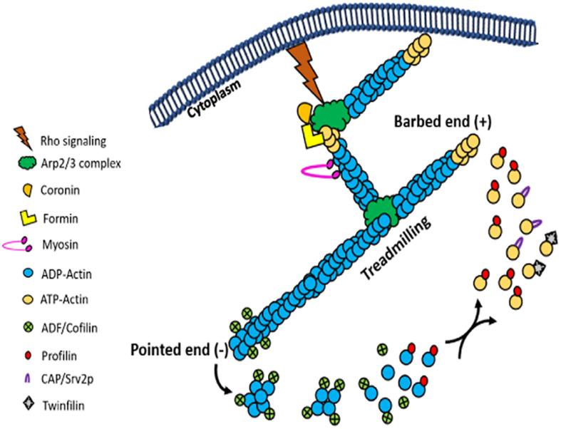 https://cdn.ncbi.nlm.nih.gov/pmc/blobs/6be3/7581878/741eb2573c8b/fcell-08-587685-g007.jpg