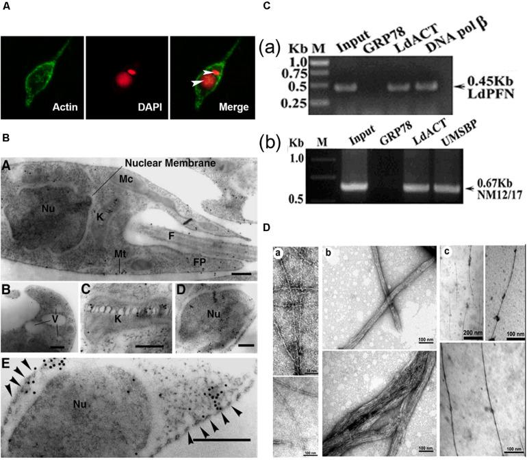 https://cdn.ncbi.nlm.nih.gov/pmc/blobs/6be3/7581878/d3e86e0fa2d0/fcell-08-587685-g004.jpg