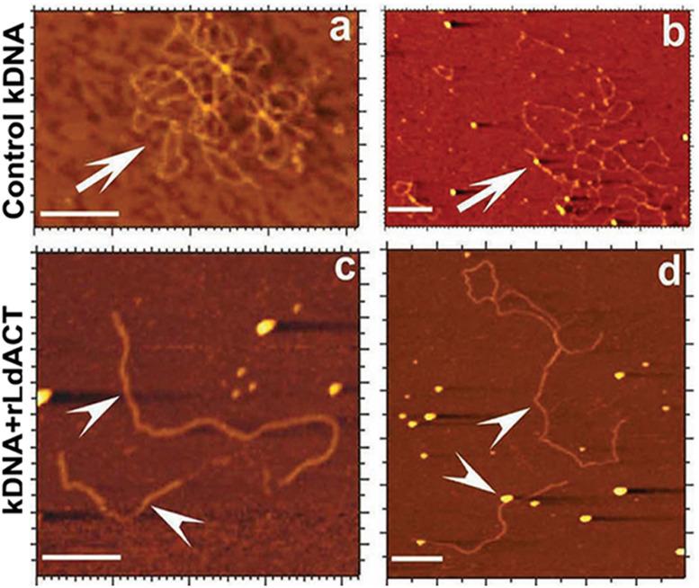 https://cdn.ncbi.nlm.nih.gov/pmc/blobs/6be3/7581878/eee2ba469ccd/fcell-08-587685-g006.jpg