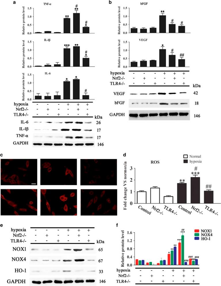 https://cdn.ncbi.nlm.nih.gov/pmc/blobs/6bef/5059864/302ce20b3e03/cddis2016261f5.jpg
