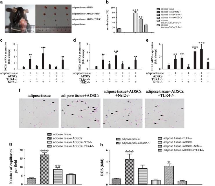 https://cdn.ncbi.nlm.nih.gov/pmc/blobs/6bef/5059864/5a4c65feaf20/cddis2016261f2.jpg