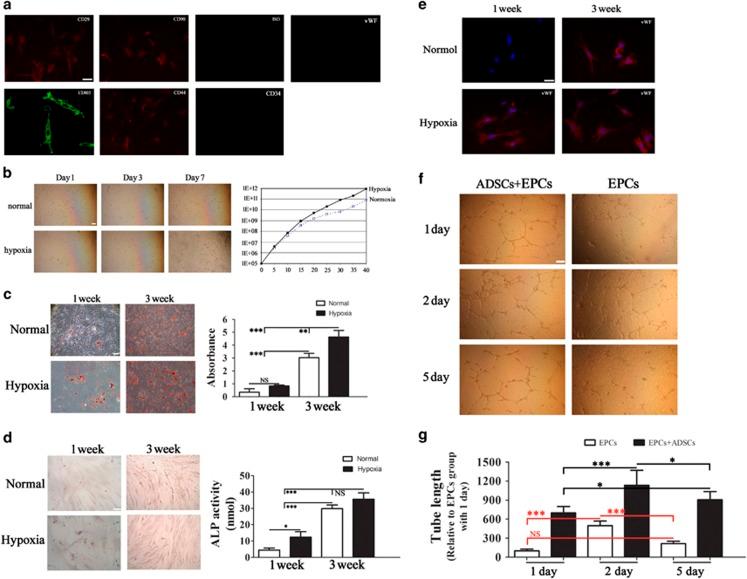 https://cdn.ncbi.nlm.nih.gov/pmc/blobs/6bef/5059864/bba951542d60/cddis2016261f4.jpg