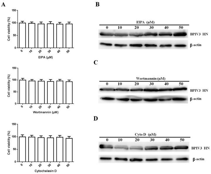 https://cdn.ncbi.nlm.nih.gov/pmc/blobs/6bf0/8228847/2008c25dce88/viruses-13-01035-g005.jpg