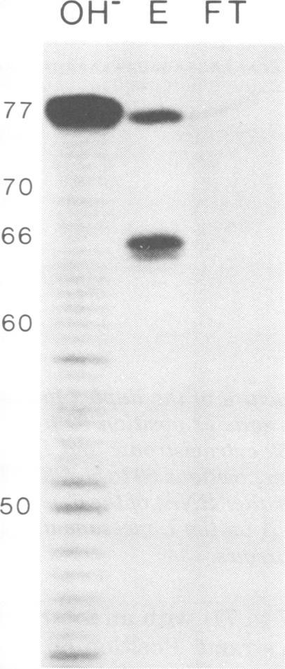 https://cdn.ncbi.nlm.nih.gov/pmc/blobs/6bf1/171147/ff9c52dbe925/jvirol00004-0267-b.jpg
