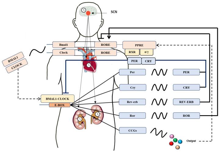 https://cdn.ncbi.nlm.nih.gov/pmc/blobs/6bf1/8230716/7d506fa6d55b/biomolecules-11-00868-g001.jpg
