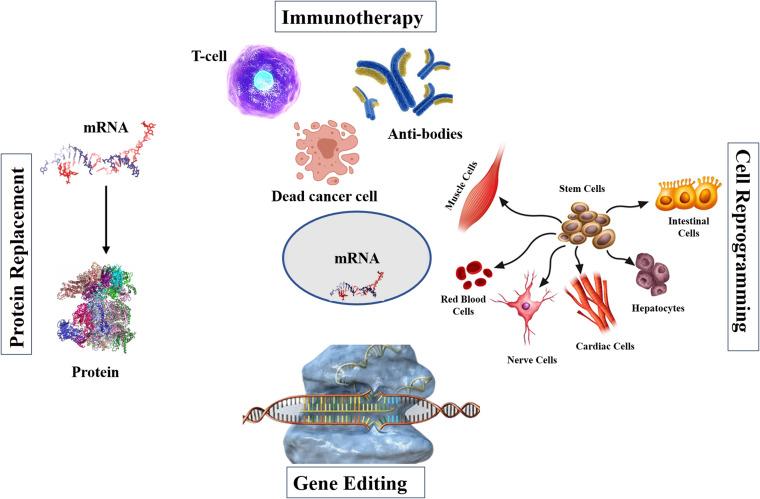 https://cdn.ncbi.nlm.nih.gov/pmc/blobs/6bf3/11717654/9d3b4d5592e9/IJN-20-25-g0004.jpg