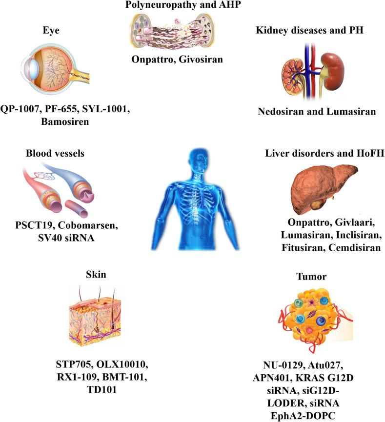https://cdn.ncbi.nlm.nih.gov/pmc/blobs/6bf3/11717654/bccba9a735e1/IJN-20-25-g0006.jpg