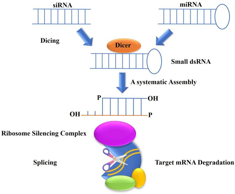 https://cdn.ncbi.nlm.nih.gov/pmc/blobs/6bf3/11717654/e277dc9bdeff/IJN-20-25-g0003.jpg