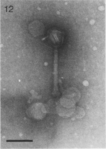 https://cdn.ncbi.nlm.nih.gov/pmc/blobs/6bf4/353913/22ebab23310f/jvirol00193-0187-b.jpg
