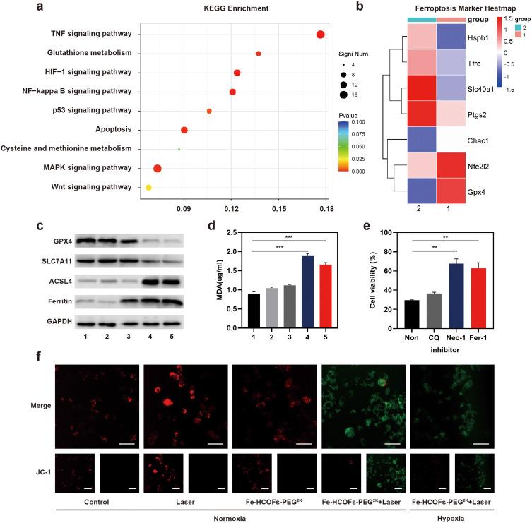 https://cdn.ncbi.nlm.nih.gov/pmc/blobs/6bfa/11468433/1d85adf9b18e/IJN-19-10165-g0007.jpg
