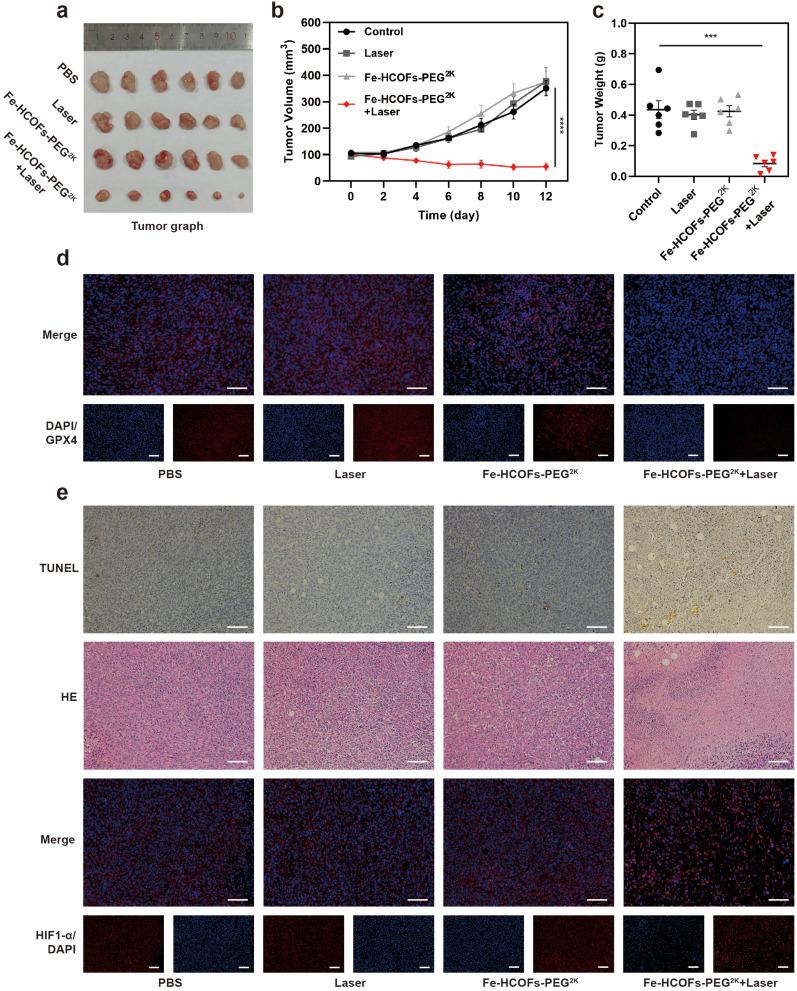 https://cdn.ncbi.nlm.nih.gov/pmc/blobs/6bfa/11468433/361fda412e38/IJN-19-10165-g0009.jpg