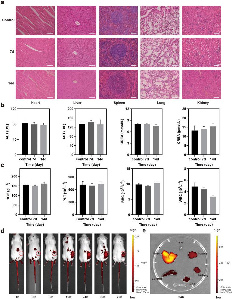 https://cdn.ncbi.nlm.nih.gov/pmc/blobs/6bfa/11468433/60d93297d4df/IJN-19-10165-g0008.jpg