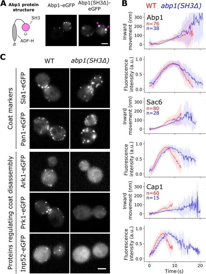 https://cdn.ncbi.nlm.nih.gov/pmc/blobs/6bfc/10011730/232dcf8f9830/mbc-34-ar19-g003.jpg