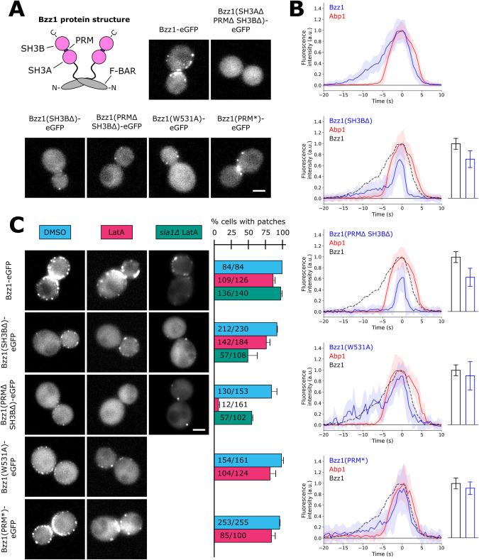 https://cdn.ncbi.nlm.nih.gov/pmc/blobs/6bfc/10011730/5e81831de3ca/mbc-34-ar19-g001.jpg