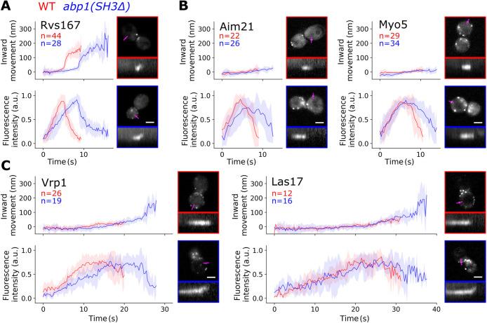 https://cdn.ncbi.nlm.nih.gov/pmc/blobs/6bfc/10011730/7cf6c9142ca8/mbc-34-ar19-g004.jpg