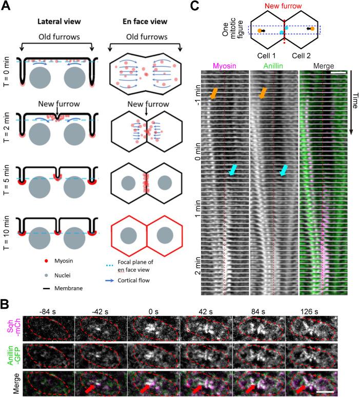 https://cdn.ncbi.nlm.nih.gov/pmc/blobs/6bfc/10551699/1259c8b4ce09/mbc-34-ar102-g009.jpg