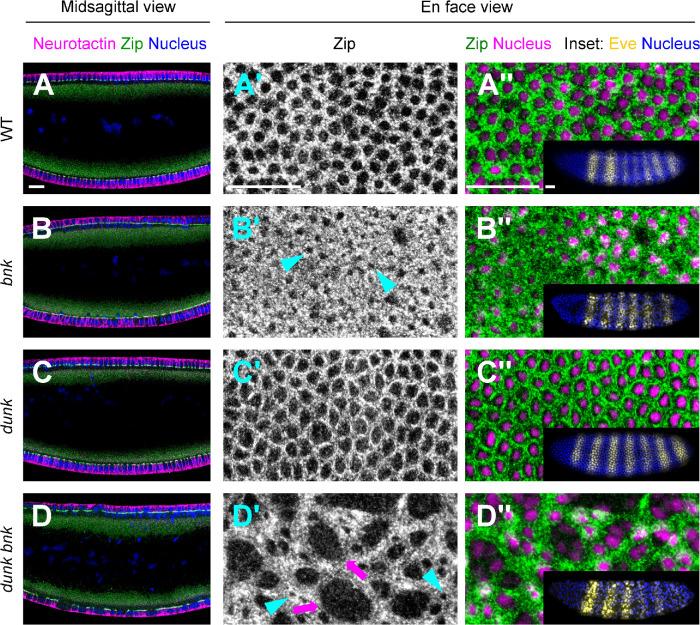 https://cdn.ncbi.nlm.nih.gov/pmc/blobs/6bfc/10551699/1f80855be551/mbc-34-ar102-g007.jpg