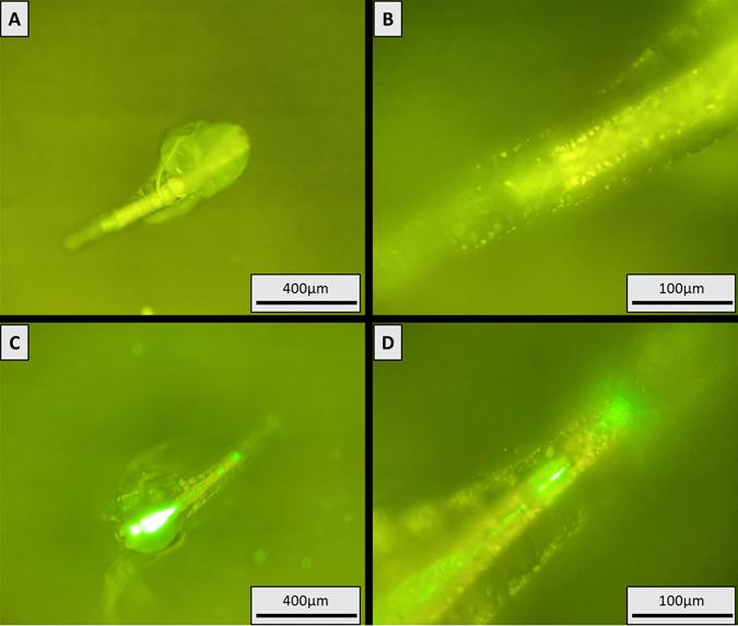 https://cdn.ncbi.nlm.nih.gov/pmc/blobs/6c07/10304968/d7944b2caab0/aem.00187-23-f001.jpg