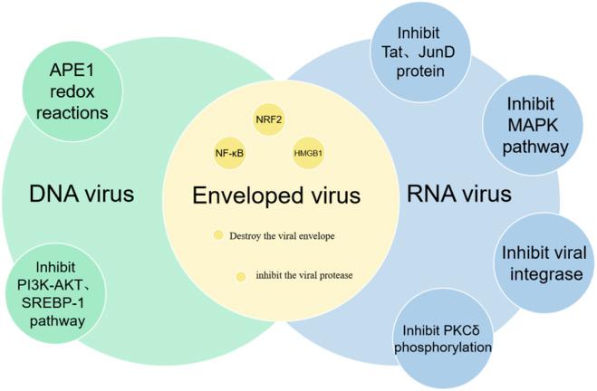 https://cdn.ncbi.nlm.nih.gov/pmc/blobs/6c07/11955698/8a1908f05c4a/fphar-16-1509045-g005.jpg