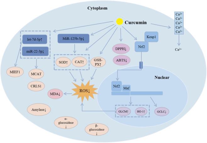 https://cdn.ncbi.nlm.nih.gov/pmc/blobs/6c07/11955698/c2a5d982e7eb/fphar-16-1509045-g004.jpg