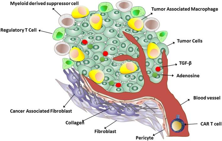 https://cdn.ncbi.nlm.nih.gov/pmc/blobs/6c08/5744011/df7e1488c680/fimmu-08-01850-g001.jpg