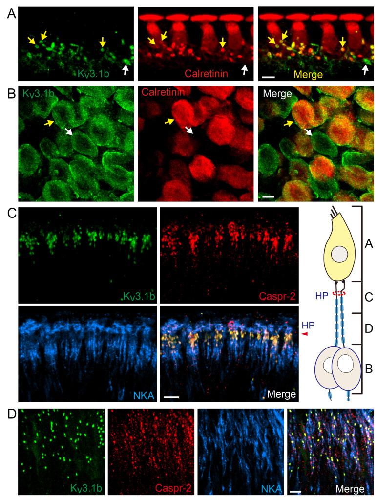 https://cdn.ncbi.nlm.nih.gov/pmc/blobs/6c0d/7649084/01f984717704/EN-29-344-f2.jpg