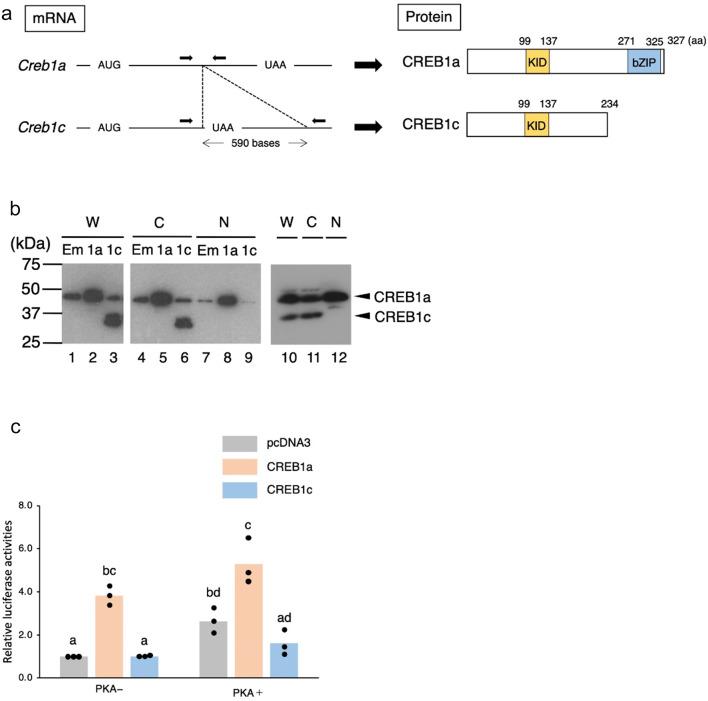 https://cdn.ncbi.nlm.nih.gov/pmc/blobs/6c11/11825846/04fea9f06a5d/41598_2025_87299_Fig3_HTML.jpg