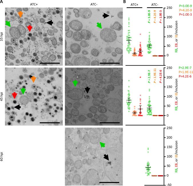 https://cdn.ncbi.nlm.nih.gov/pmc/blobs/6c12/10790707/f85fc1a9c5b3/mbio.02036-23.f003.jpg