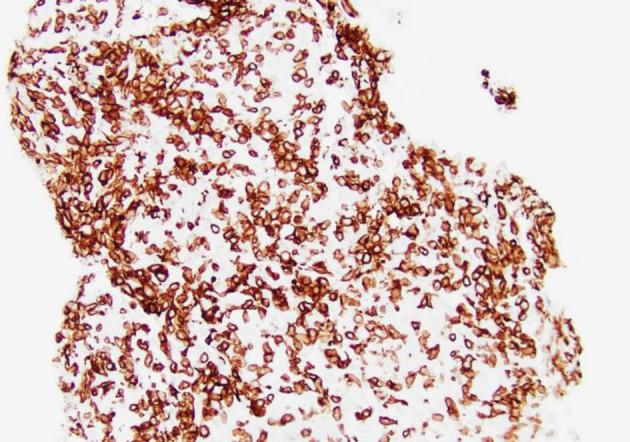 https://cdn.ncbi.nlm.nih.gov/pmc/blobs/6c12/11526580/9bf27b75da67/jh-13-229-g007.jpg