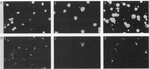 https://cdn.ncbi.nlm.nih.gov/pmc/blobs/6c14/262199/3758a8deb033/iai00103-0081-a.jpg