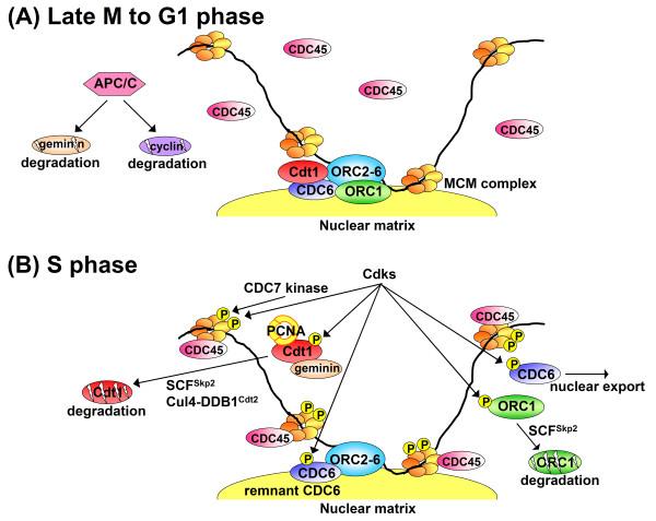https://cdn.ncbi.nlm.nih.gov/pmc/blobs/6c16/1621056/c30025a90ff7/1747-1028-1-22-1.jpg