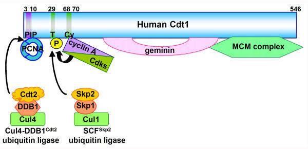 https://cdn.ncbi.nlm.nih.gov/pmc/blobs/6c16/1621056/eb81d87ca6aa/1747-1028-1-22-2.jpg