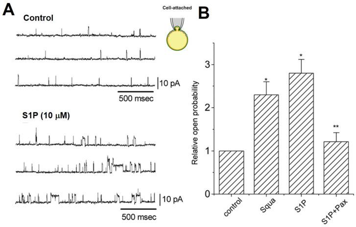 https://cdn.ncbi.nlm.nih.gov/pmc/blobs/6c17/7926978/985bc0d98783/ijms-22-02175-g007.jpg