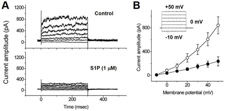 https://cdn.ncbi.nlm.nih.gov/pmc/blobs/6c17/7926978/d07586ab199e/ijms-22-02175-g006.jpg