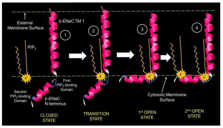 https://cdn.ncbi.nlm.nih.gov/pmc/blobs/6c18/9774185/ab1cca6e8628/biology-11-01694-g011.jpg