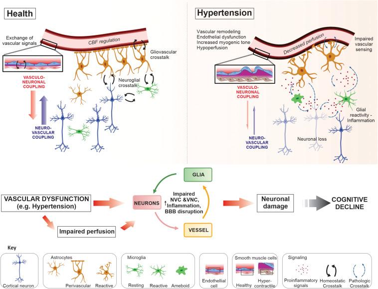 https://cdn.ncbi.nlm.nih.gov/pmc/blobs/6c1b/7546852/d658b1cc162d/fphys-11-584135-g001.jpg