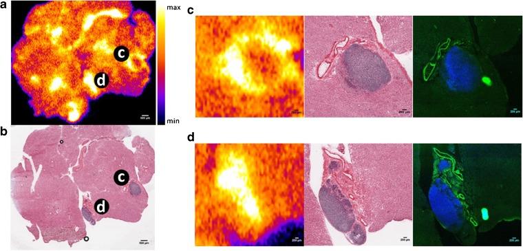https://cdn.ncbi.nlm.nih.gov/pmc/blobs/6c1c/5862916/2d94e7db3ca0/11307_2017_1112_Fig4_HTML.jpg