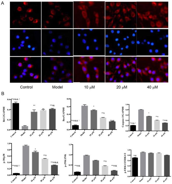 https://cdn.ncbi.nlm.nih.gov/pmc/blobs/6c1f/5779967/8699bef0aba6/MMR-16-06-8868-g02.jpg